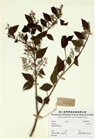 藏品(山指甲樹)的圖片